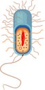 Bacterial cell structure. Prokaryotic cell with nucleoid